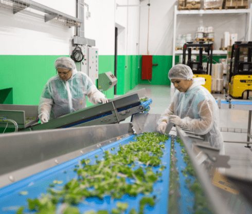 Two women working on a conveyor belt in the agri-food industry